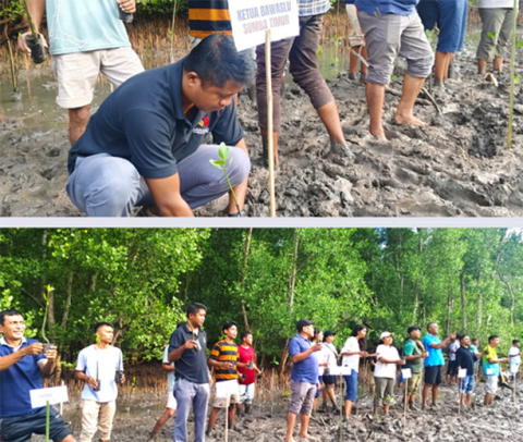 Mangrove